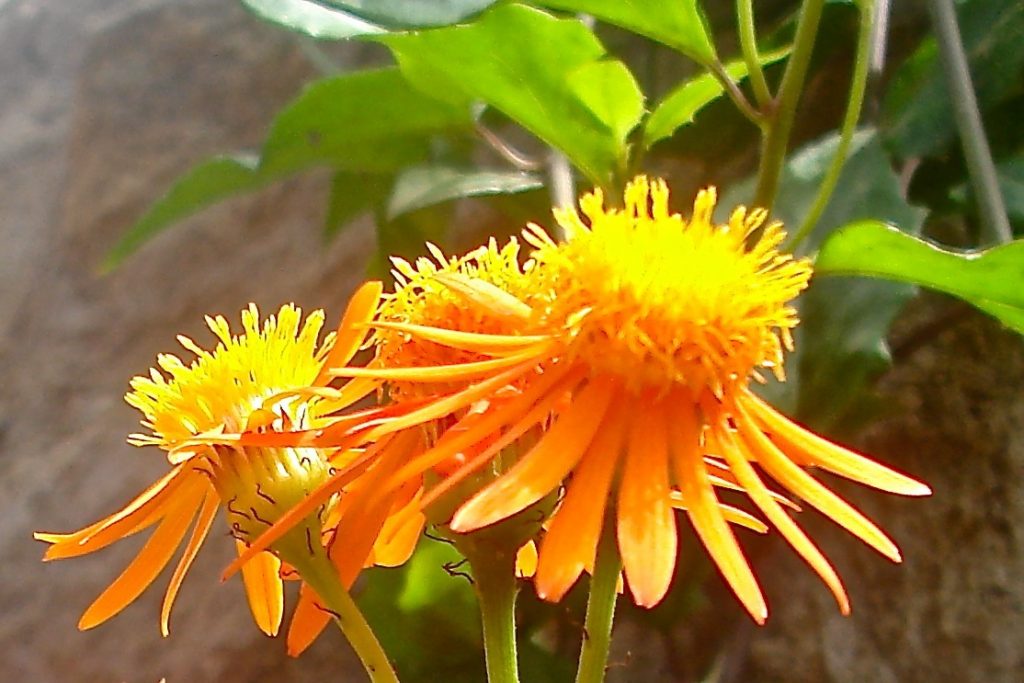 Orange flower