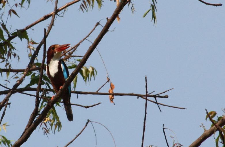 Kingfisher