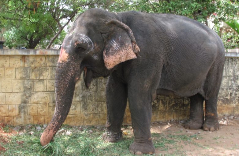 Wild Elephants at the Temple