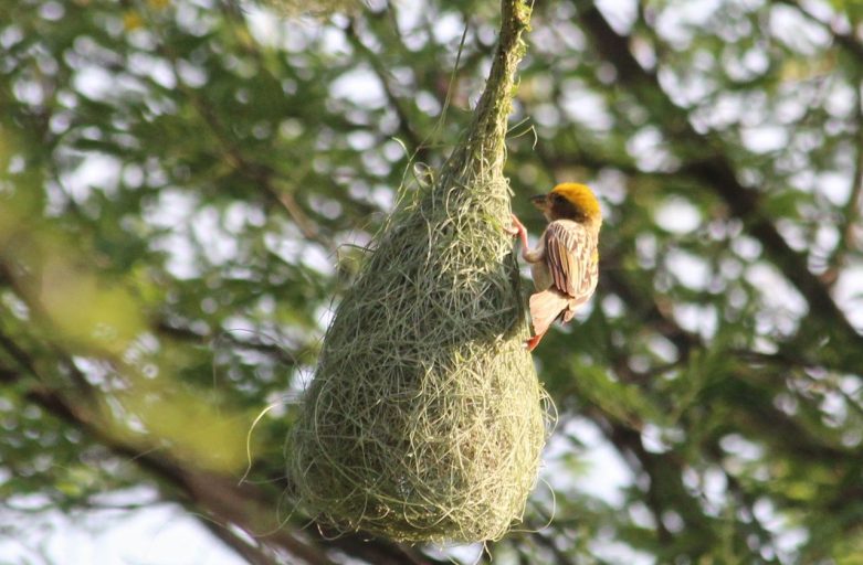 Weaver Birds