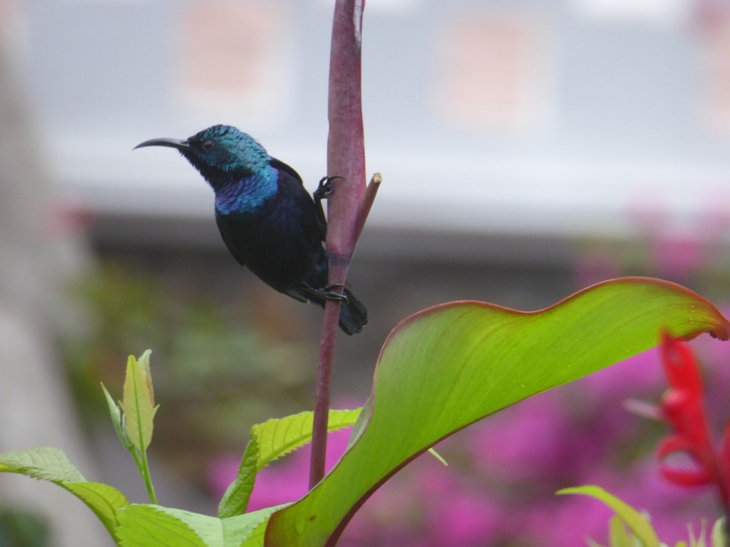 Sunbird