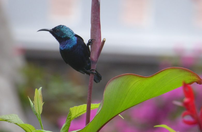 Sunbird