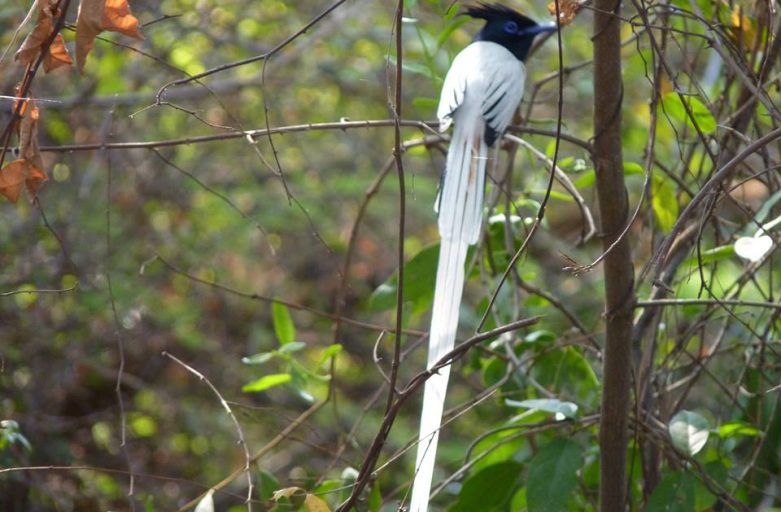 Paradise Flycatcher