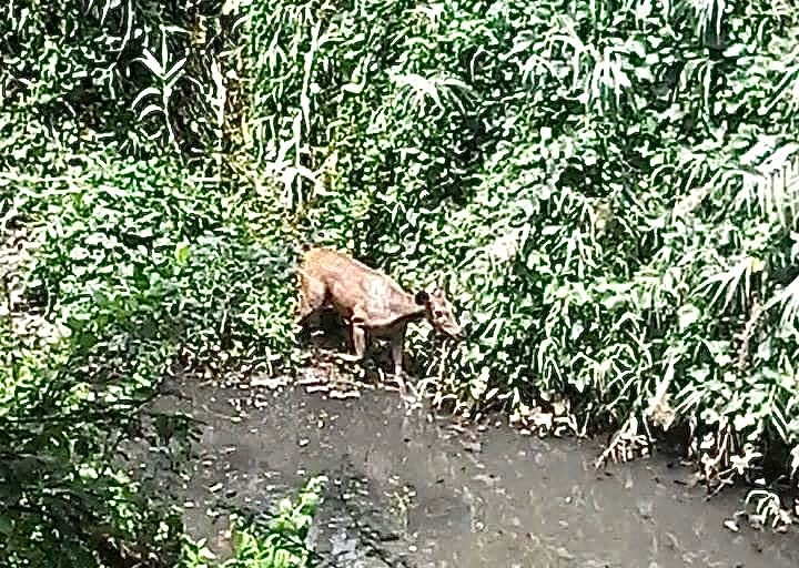 Barking Deer