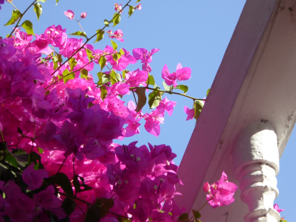 Bougainvillea