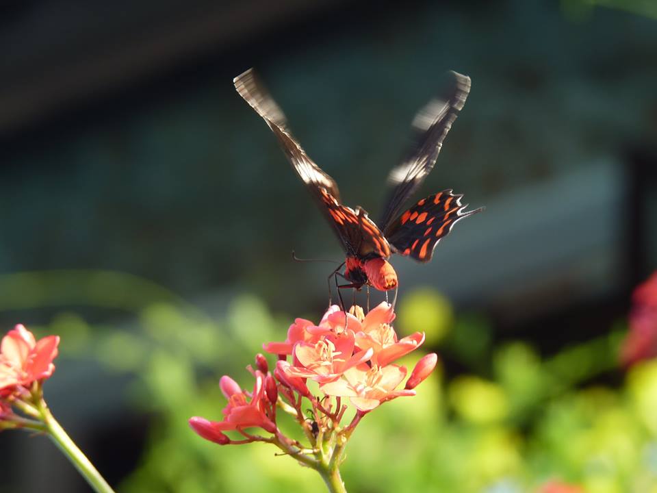 Butterfly fluttering