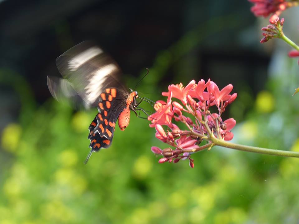 Butterfly flapping its wings