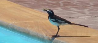 Wagtail at the Pool