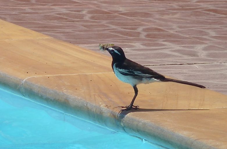 Wagtail at the Pool