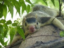 Squirrel climbing down tree