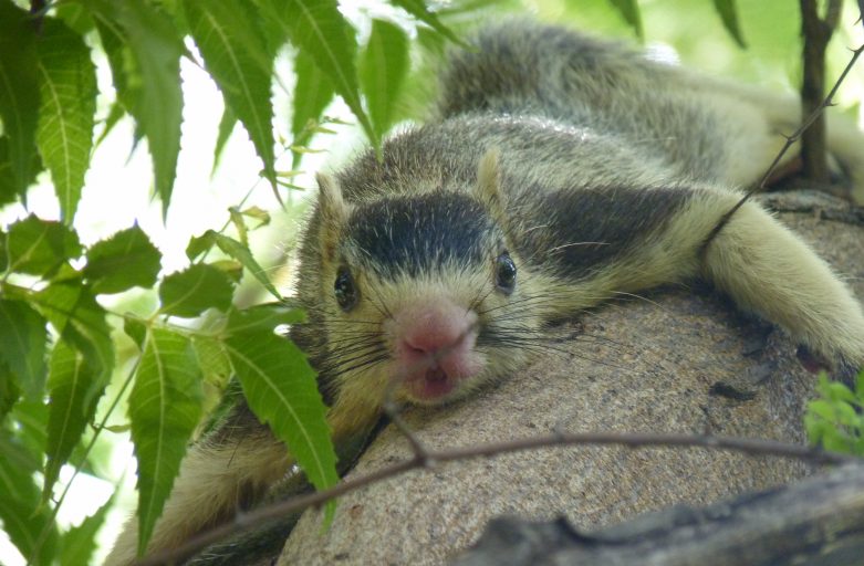 Squirrel climbing down tree