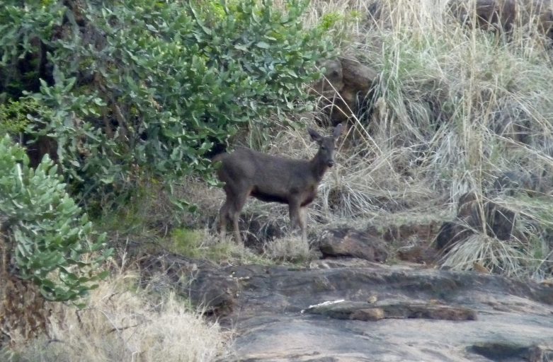 Barking Deer behind Summit House