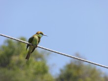 Bee eater