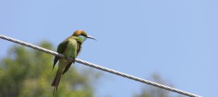 Bee eater