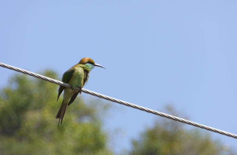 Bee eater