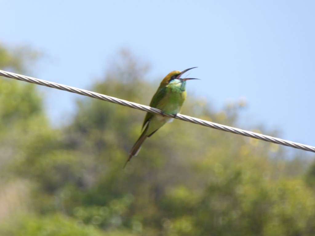 Bee eater