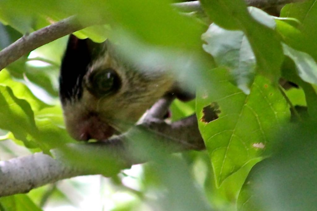 Close-up of head of squirrel in tree