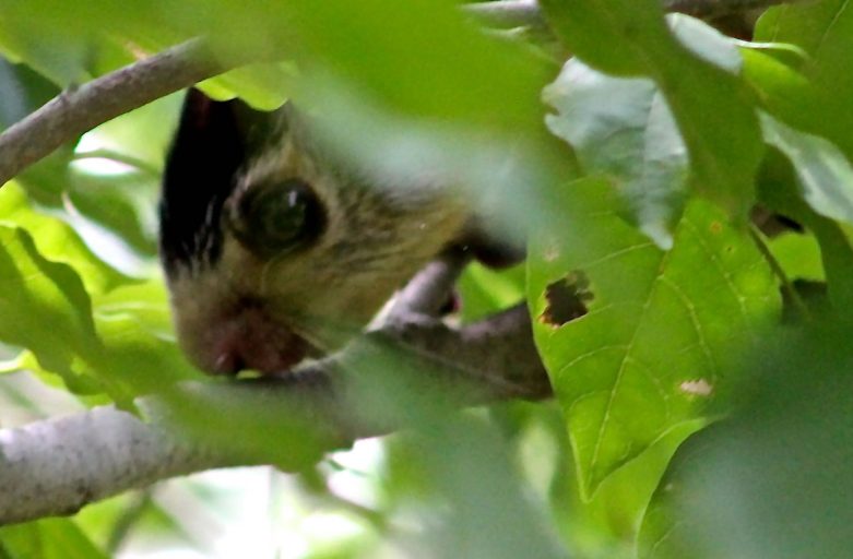 Close-up of head of squirrel in tree