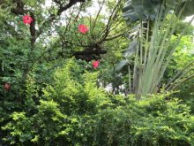 Mixed plants in the garden