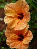 Hibiscus