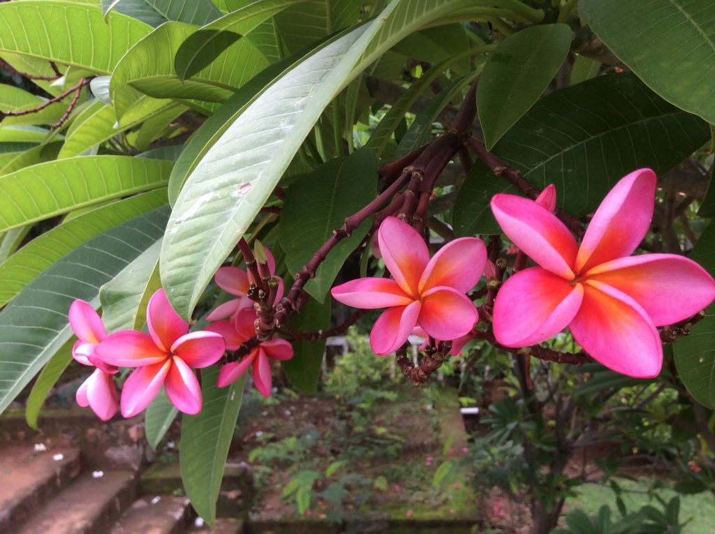 Pink frangipani