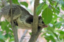 Squirrel in tree