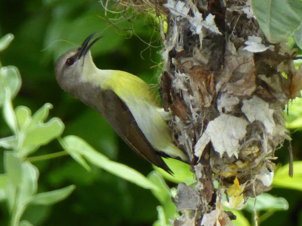 Sunbird