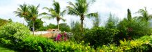 Palms and roof tops