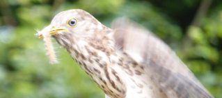 Common Hawk Cuckoo