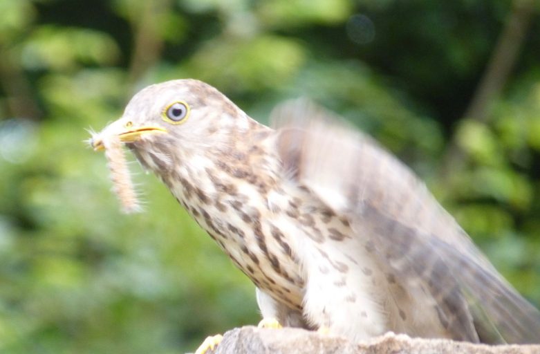 Common Hawk Cuckoo